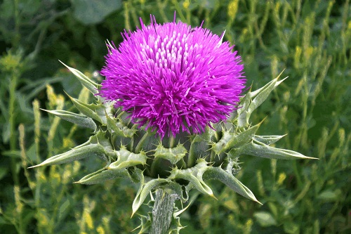 Milk Thistle any